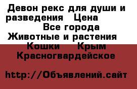 Девон рекс для души и разведения › Цена ­ 20 000 - Все города Животные и растения » Кошки   . Крым,Красногвардейское